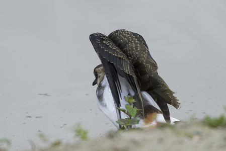 Kievit ~ juveniele vogel vleugels strekkend ~ 16-07-2015 Oelemars Losser  foto Wim Wijering.