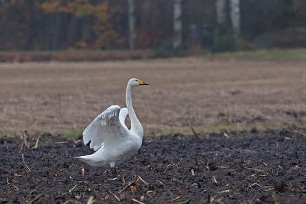 Wilde zwaan 08-11-2015 omgeving Meppen Duitsland  foto Leo Wijering