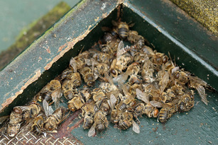 Bezorgdheid over bijensterfte   foto Wim Wijering