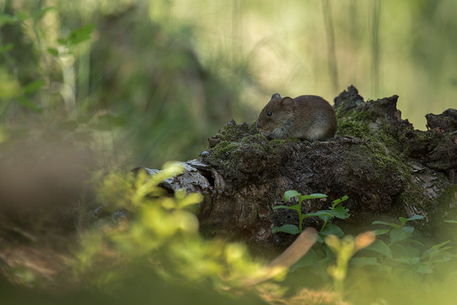 Rosse woelmuis 05-06-2015 omgeving Lochem foto Fons Wijering
