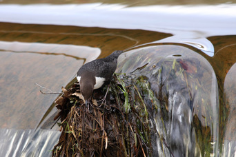 De zwartbuikwaterspreeuw is een van de meest gefotografeerde soorten  foto Wim Wijering