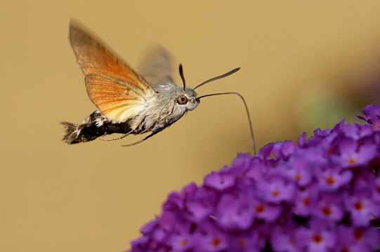 Kolibrievlinder ~ nectar drinkend ~  20-08-2015 Wilgenkamp Losser foto Leo Wijering