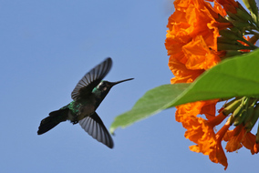Groene kolibrie of Blenchi berde ~ foeragerend ~ 05-12-2015 Casibari Aruba  foto Wim Wijering