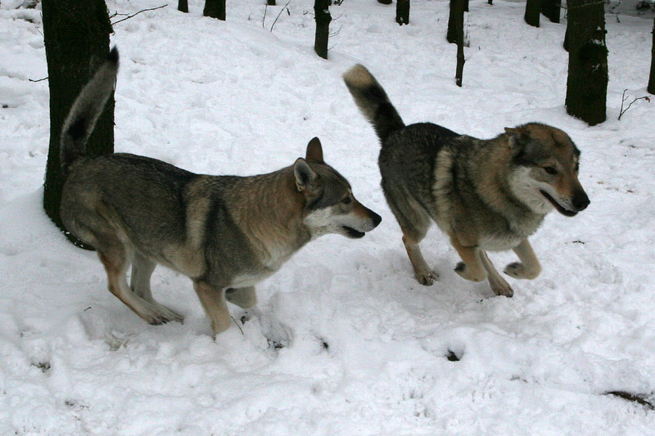 Ravottende wolven in de sneeuw  foto Wim Wijering