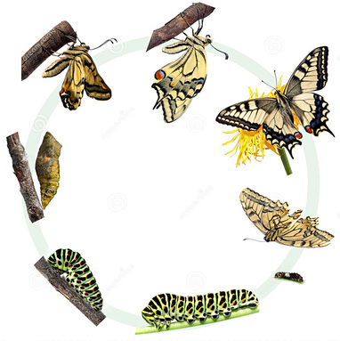 levensgeschiedenis vlinder