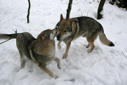 Er zijn plannen tot herintroductie van wolven  foto Wim Wijering