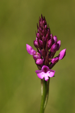 pyramide orchis