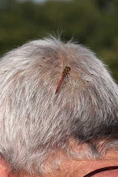 Bruinrode heidelibel op het hoofd van onze voorzitter  foto Wim Wijering