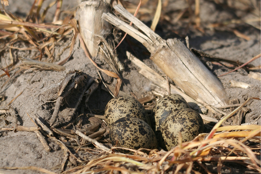 Kievit legsel met 4 eieren  op maļsland foto Johan Drop