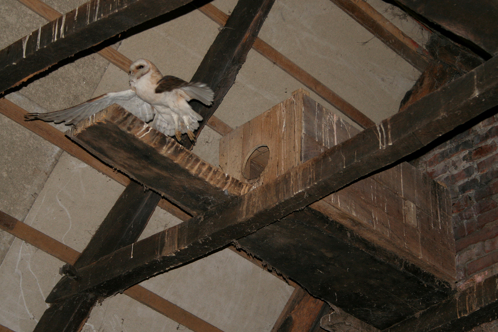 Plaatsing nestkasten zorgden voor toename aantal broedparen.