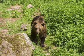Europese bruine beer 12-08-2015 Eifelpark Duitsland foto Wim Wijering