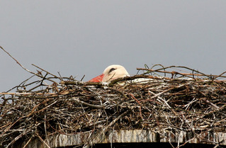 Broedende ooievaar op het nest  foto Wim Wijering
