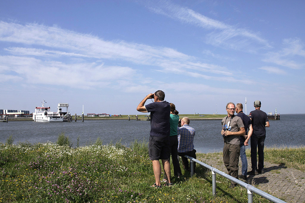 In Lauwershaven was de vogeloogst magertjes  foto Wim Wijering
