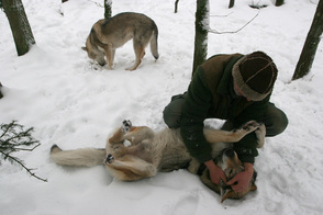 Bevriende kennis met bijna loepzuivere wolven  foto Wim Wijering
